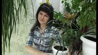 Пересадка фикуса Али.