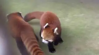 Red pandas in China part 2