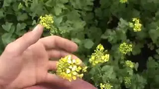 Горчица белая. Начало цветения
