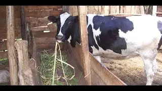 CHALLENGES AND SOLUTIONS IN ZERO GRAZING: DR. JOLLY KABIRIZI #viral #viralvideo #farming #farmer