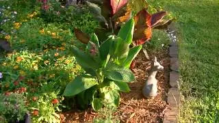Tour of our newest flower bed