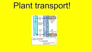 Plant transport!