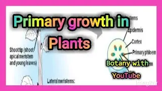 Primary Growth in plants | primary growth | types of plants growth | growth and development |