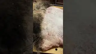 Getting the raccoon dog pelt ready for preservation