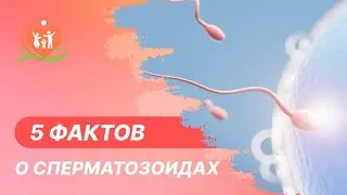 ➡ 5 фактов о сперматозоидах