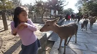 DEER ATTACK IN NARA PARK