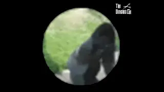 В главных ролях Discord Directors Cut