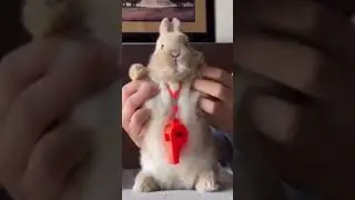 Bunny rabbit