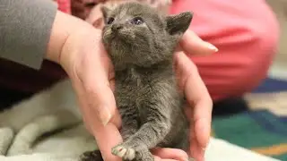 Marky the kitten: small but mighty!