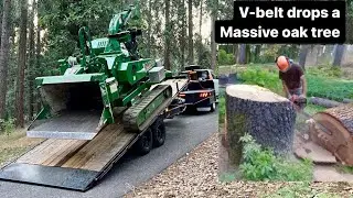 Timber faller drops a massive oak tree across a garden (didn’t hurt anything)