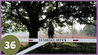 NATUURPAD BIJ DE RENDERKLIPPEN - wandelvlog 36