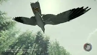 The Forest, Охота на чаек.