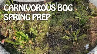 Growing Carnivorous Plants in a Container- Season 1