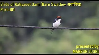 Birds of Kaliyasot Dam (Barn Swallow अबाबिल)  Part-101