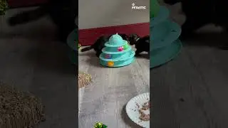 Kitten Chaos | Tower of Tracks Fun! 😹