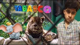 EL GATITO EN CERRADo🚨🇲🇽🚨🇲🇽🚨🇲🇽🚨🇲🇽🚨