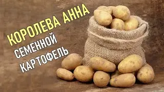 Королева Анна Картофель Отзывы