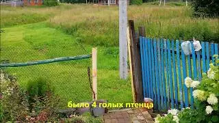 Невероятно,  как птенцы синиц появились в металлическом, узком столбе калитки?