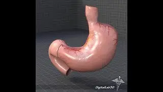 3dmodel stomach anatomy at 3dexport.com