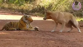 Assustando CACHORRO com TIGRE de pelucia 😱😆  Fake Tiger vs Real Dogs Prank Very Funny