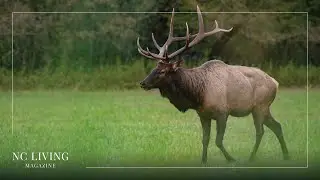 Majestic Echoes: The Elk Rut Spectacle in Cherokee, NC
