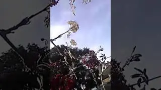 Цвецение деревьев осенью