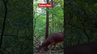 #hunting #deerhunting #deer #deer #outdoors #archery #bucks #shorts #subscribe