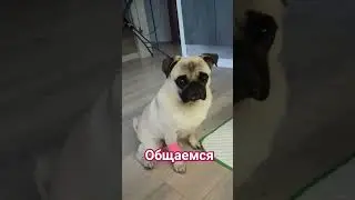 #собака #pug #забавные #животные #собаки #милый