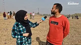 Watch | Harvest season for Pampore's saffron farmers