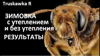 #Bees