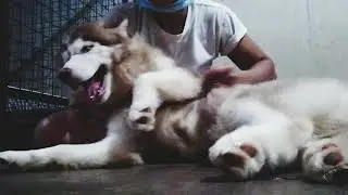 belly rubbing my fluffy husky