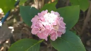ГОРТЕНЗИЯ - ложка лимонной кислоты и куст преобразился👍
