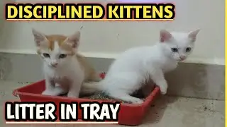 Disciplined Kittens Litter in Tray | Disciplined Cats Litter in Tray by ARMY MASS CATS