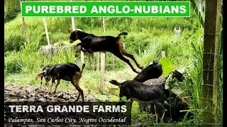 Latest Purebred Anglo-Nubians @ Terra Grande Fams | Quarantine Area | Late Upload