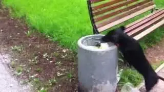 За колбаской в урну