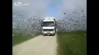 Сотни птиц