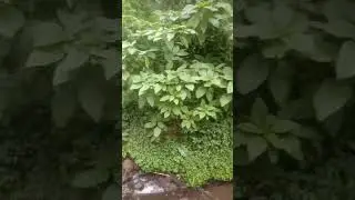 ANIMAL TAMAN SAFARI BOGOR