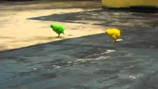 Filipino colored chicks