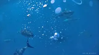 Big Tuna Dreams Season 4 Episode 4   When Disaster Strikes on the 2025 Cobia 350CC