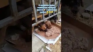 Щенков привезли и оставили на произвол судьбы 😪😪😪 