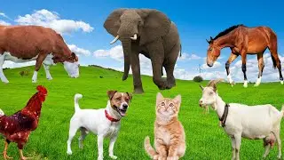 Familiar Animals - Dog, Chicken, Cat, Goat, Cow, Horse - Animal Adventure