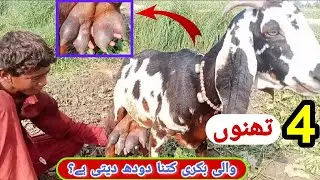 چار تھنوں والی بکری || char thano vali bakre | dunya ka 8 ajuba | char than wali bakri kaisi hoti ha