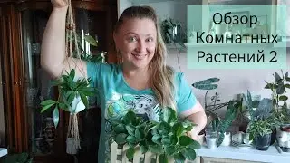 Обзор Комнатных растений 🪴 2часть