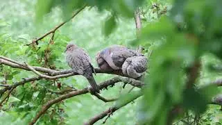 Family of Mourning Doves While It Rains