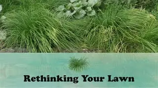 Rethinking Your Lawn | Let's Grow Stuff