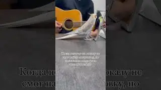 Милый попугай