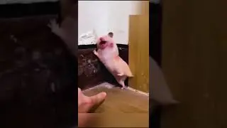 Прикол с животными 