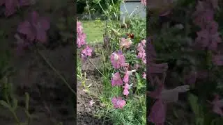 Дельфініум однорічний #garden #дача #flowers #україномовнийютуб #nature