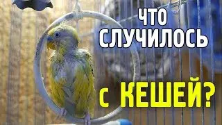 WAVY PARROT IS SICK! MITES FROM PARAKEETS! TREATMENT AND PREVENTION!