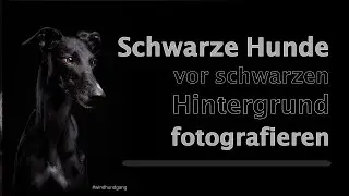 Schwarze Hunde vor schwarzen Hintergrund fotografieren - Hundefotografie